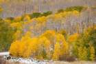 USA-Colorado-Uncompahgre National Forest Fresh snow and autumn colors on forest Art Print